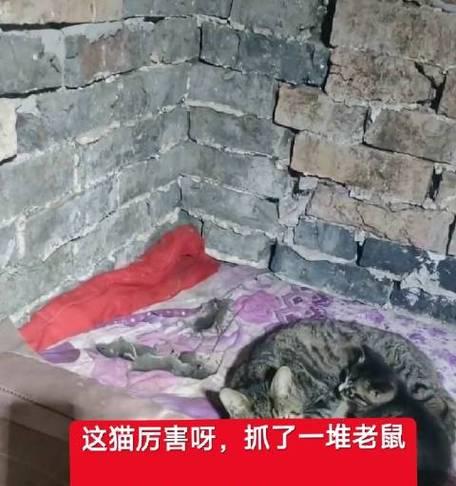 猫的饮食需求与抓老鼠技巧（了解猫的食物喜好和猎食本能，让猫更有效地抓老鼠）(图1)