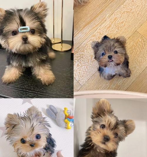 探寻约克夏的魅力（了解约克夏犬的特点、历史和培养之道）(图3)