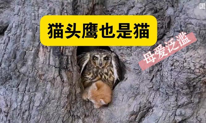 猫的饮食需求与抓老鼠技巧（了解猫的食物喜好和猎食本能，让猫更有效地抓老鼠）(图3)