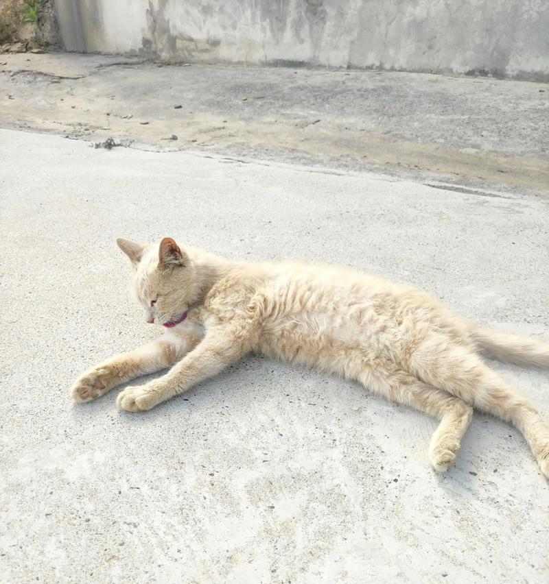 猫的饮食需求与抓老鼠技巧（了解猫的食物喜好和猎食本能，让猫更有效地抓老鼠）(图2)
