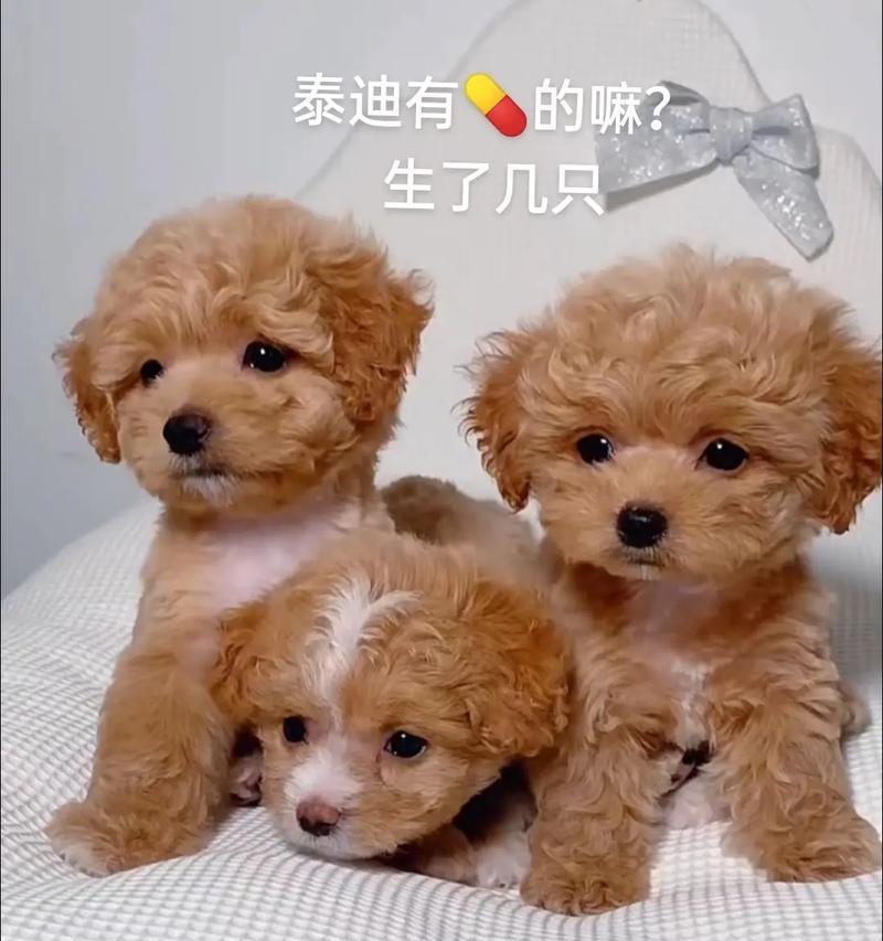 4个月泰迪宝宝的营养需求与饮食安排（从初期喂养到添加辅食，打造健康成长的宠物狗狗）(图1)