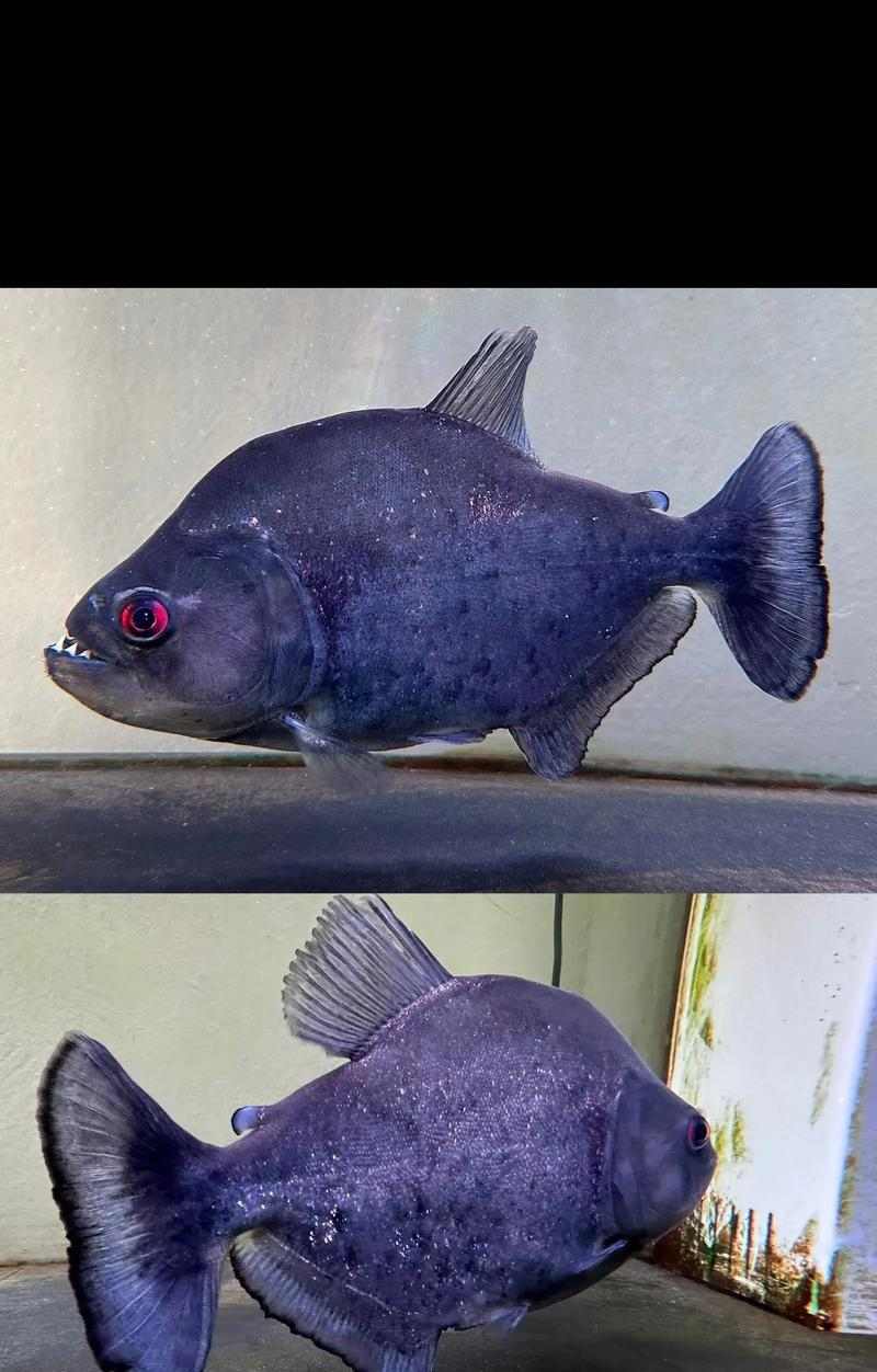 了解以猛鱼是什么鱼，揭秘其生态与特征（探索猛鱼的物种分类、分布与习性，解析其在生态系统中的作用）(图2)