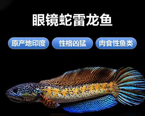 了解以猛鱼是什么鱼，揭秘其生态与特征（探索猛鱼的物种分类、分布与习性，解析其在生态系统中的作用）(图1)