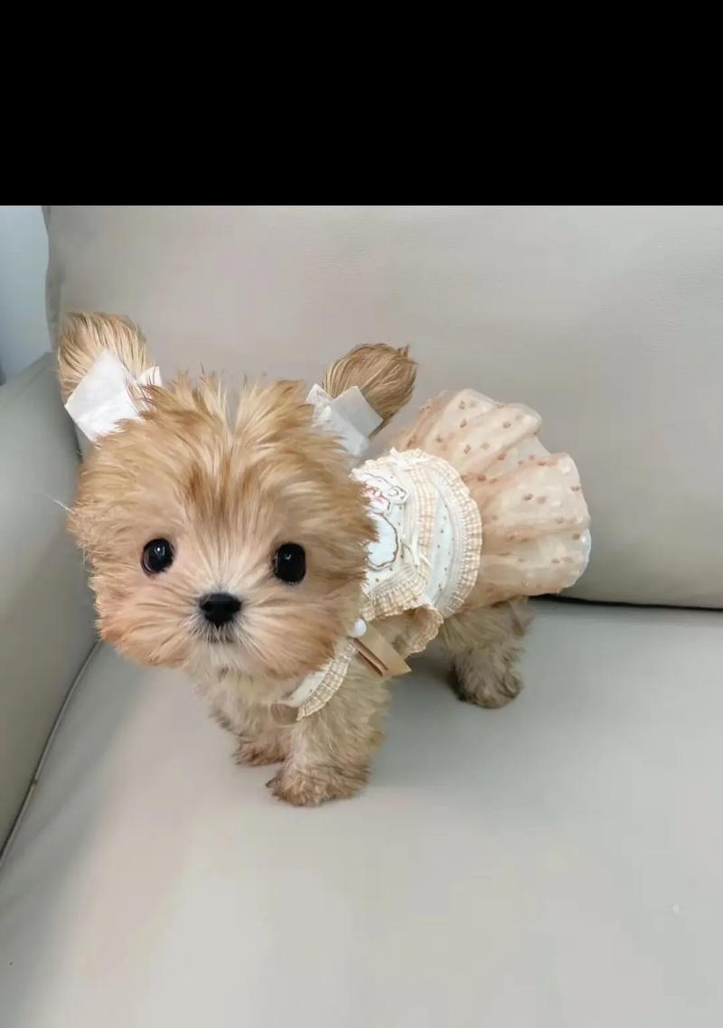 探寻约克夏的魅力（了解约克夏犬的特点、历史和培养之道）(图2)