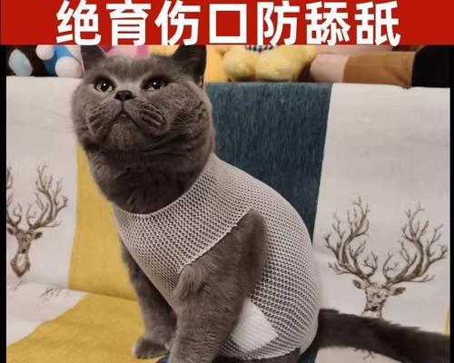 小猫绝育手术后护理知识（详细了解小猫绝育手术后的注意事项和护理措施）(图1)