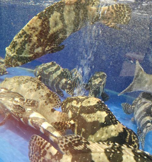 了解以猛鱼是什么鱼，揭秘其生态与特征（探索猛鱼的物种分类、分布与习性，解析其在生态系统中的作用）(图3)