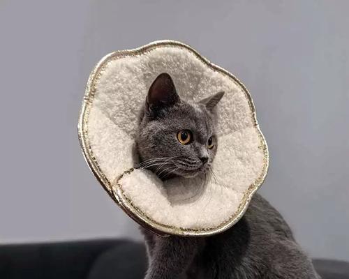 小猫绝育手术后护理知识（详细了解小猫绝育手术后的注意事项和护理措施）(图2)