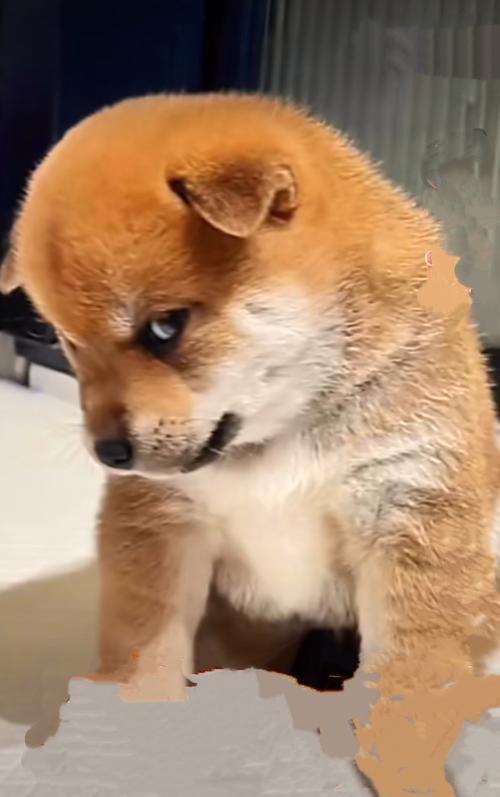 如何处理狗狗没有奶的问题（解决狗狗没有奶的情况，让它健康成长）(图3)