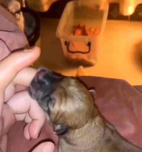 如何处理狗狗没有奶的问题（解决狗狗没有奶的情况，让它健康成长）(图2)