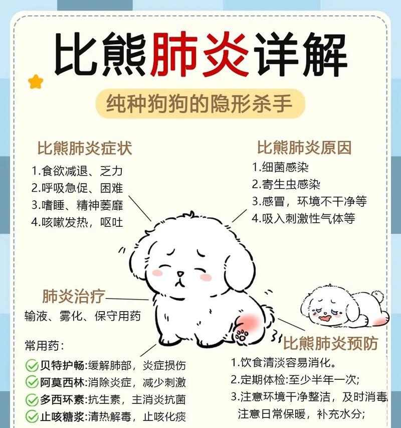 如何科学养护2、3个月的比熊犬（初养比熊犬必看的15个养护指南，掌握这些，让你的宠物更健康）(图1)