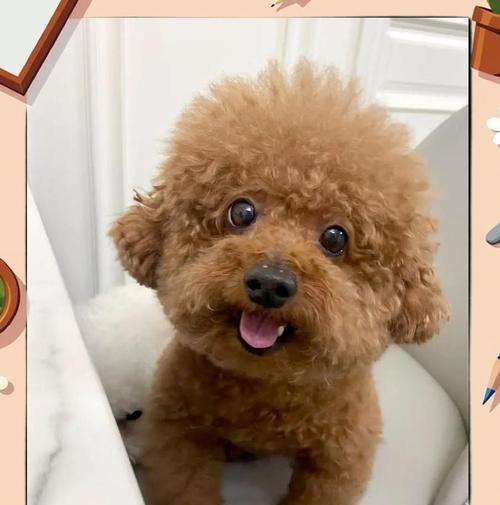 4个月泰迪宝宝的营养需求与饮食安排（从初期喂养到添加辅食，打造健康成长的宠物狗狗）(图2)