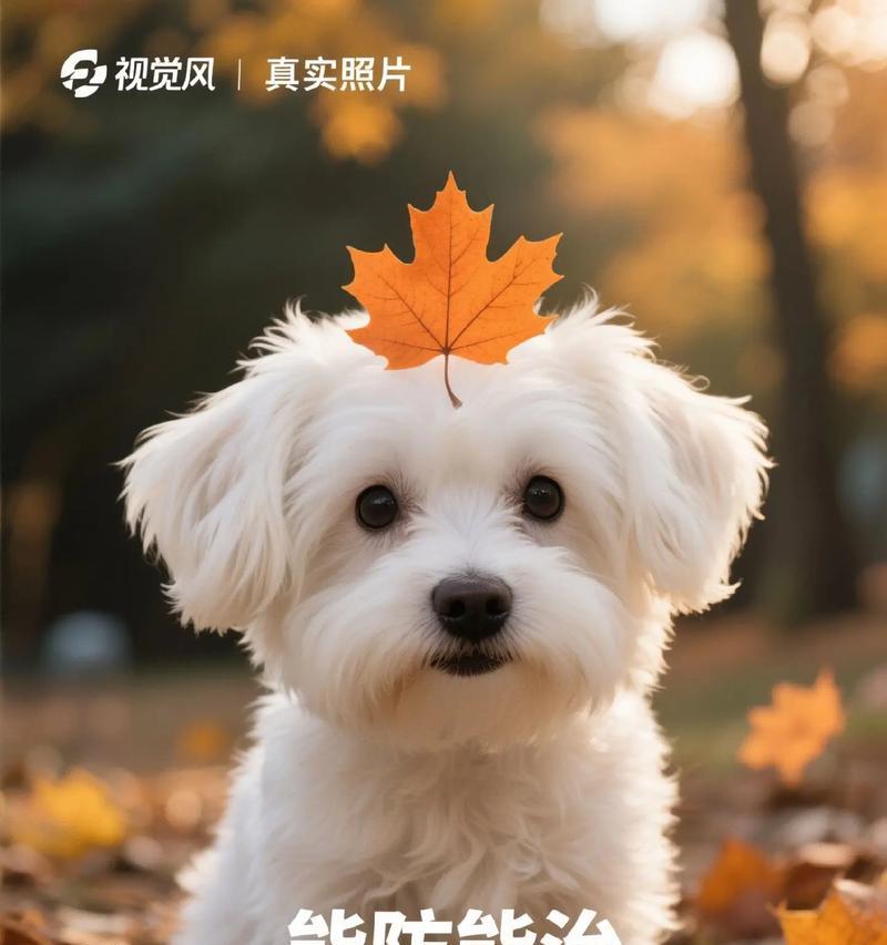 狗的免疫力（狗的抵抗力、健康状况和医学应用）(图1)