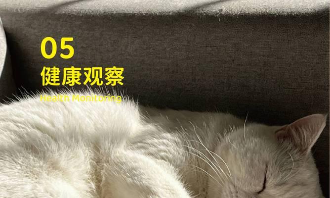 幼猫需要与人共眠的重要性（为什么幼猫必须与人一起睡觉？）(图3)