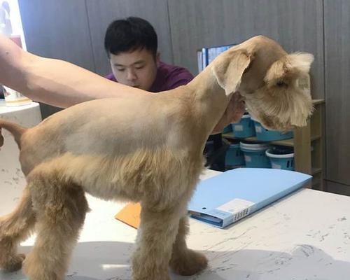 雪纳瑞长了黄毛怎么办？（解决雪纳瑞黄毛问题的实用方法）(图2)