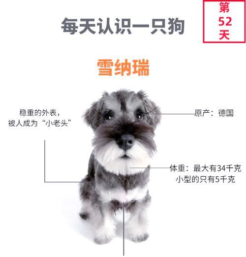 雪纳瑞长了黄毛怎么办？（解决雪纳瑞黄毛问题的实用方法）(图1)