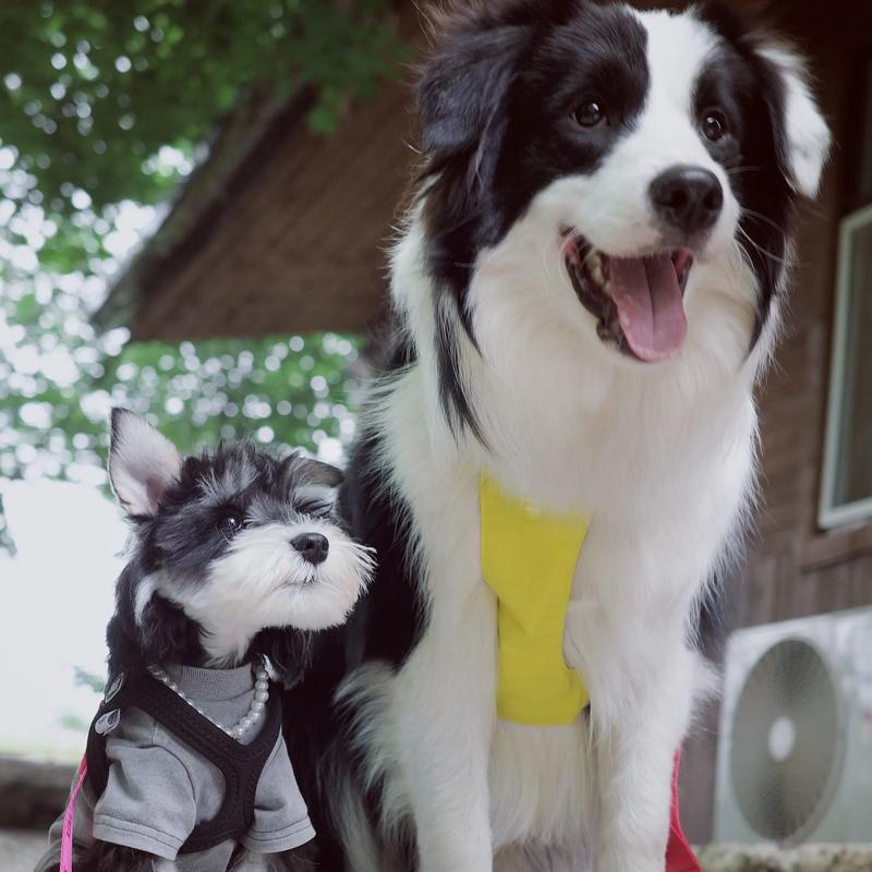 雪纳瑞长了黄毛怎么办？（解决雪纳瑞黄毛问题的实用方法）(图3)