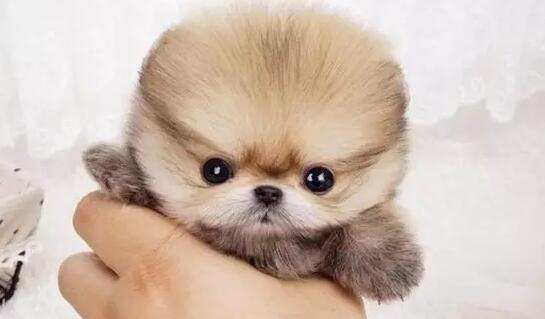 茶杯犬（揭秘茶杯犬的来源及购买风险，为你的选择提供参考）(图1)