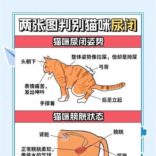 猫尿道结石治疗的方法和注意事项（了解猫尿道结石的成因和症状，合理选择治疗方法）(图1)