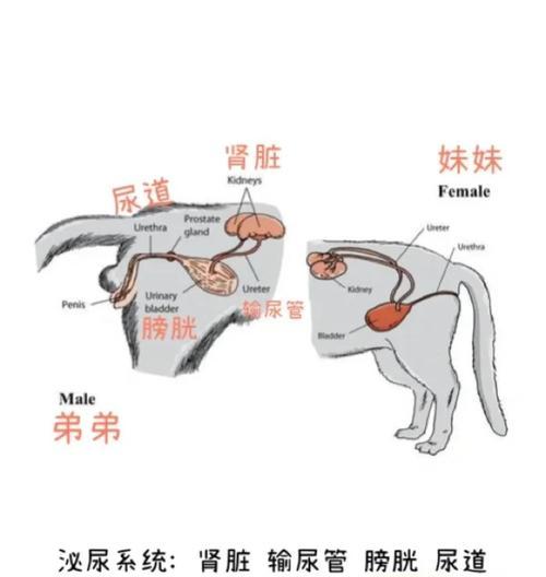 猫尿道结石治疗的方法和注意事项（了解猫尿道结石的成因和症状，合理选择治疗方法）(图3)
