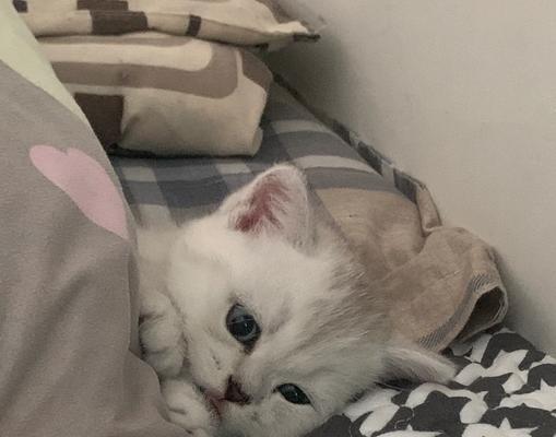 幼猫需要与人共眠的重要性（为什么幼猫必须与人一起睡觉？）(图2)