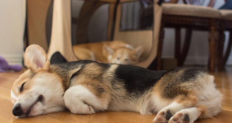 茶杯犬（揭秘茶杯犬的来源及购买风险，为你的选择提供参考）(图3)