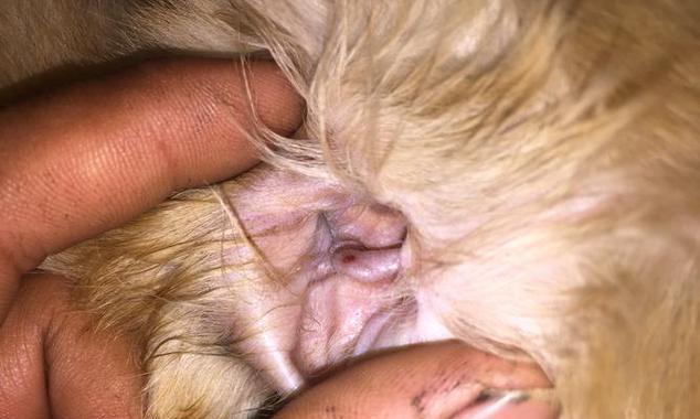 探秘狗狗耳朵上的豁口（揭开狗狗耳朵豁口的神秘面纱）(图1)