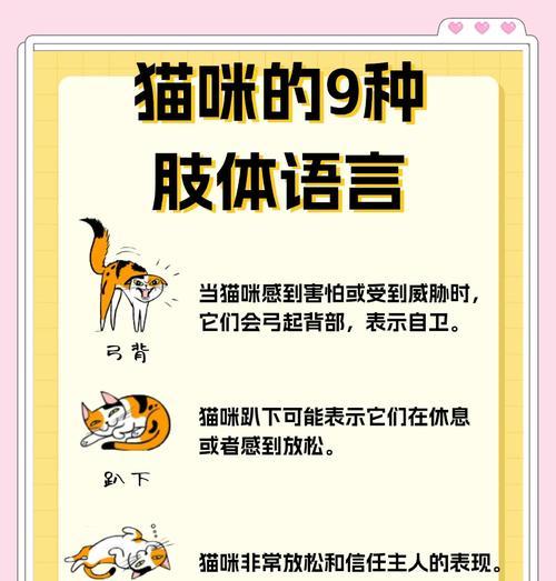 治疗猫咪患上弓形虫的方法（科学护理与药物治疗，）(图3)