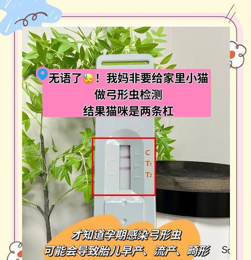 治疗猫咪患上弓形虫的方法（科学护理与药物治疗，）(图2)