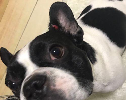 茶杯犬（揭秘茶杯犬的来源及购买风险，为你的选择提供参考）(图2)