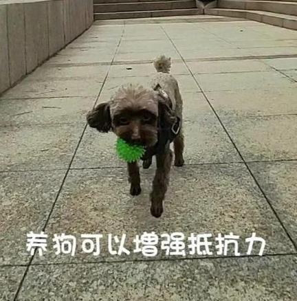 狗的免疫力（狗的抵抗力、健康状况和医学应用）(图3)