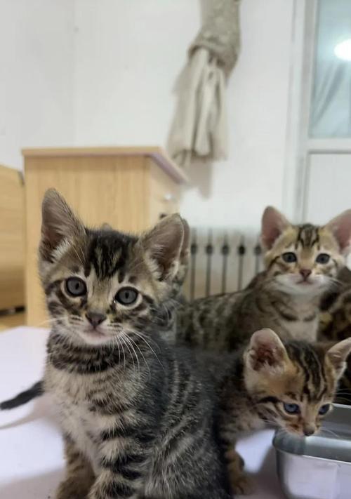 美短与豹猫混血（狂野优雅的美短豹猫混血品种的诞生与特征）(图2)