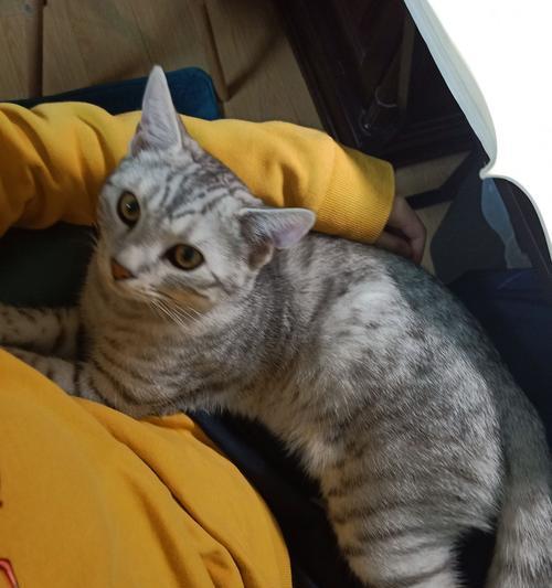 美短与豹猫混血（狂野优雅的美短豹猫混血品种的诞生与特征）(图1)