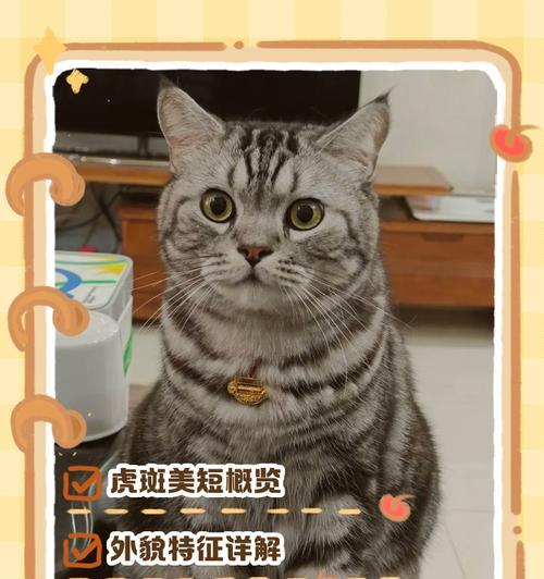美短与豹猫混血（狂野优雅的美短豹猫混血品种的诞生与特征）(图3)
