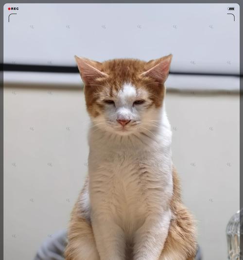 神奇的猫咪为何无论吃多少肚子都是瘪的？（揭秘猫咪消化系统的奥秘，解析猫咪“瘪肚现象”）(图2)