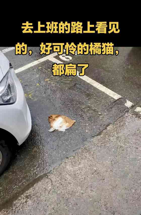 神奇的猫咪为何无论吃多少肚子都是瘪的？（揭秘猫咪消化系统的奥秘，解析猫咪“瘪肚现象”）(图1)