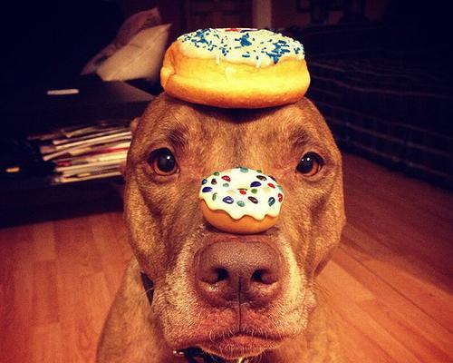 比特犬的一生（探索比特犬与多位主人之间的情感纽带）(图1)