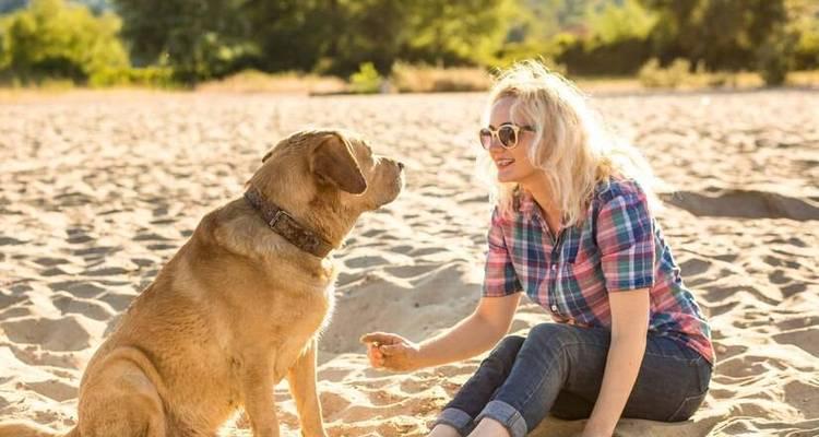 比特犬的一生（探索比特犬与多位主人之间的情感纽带）(图2)