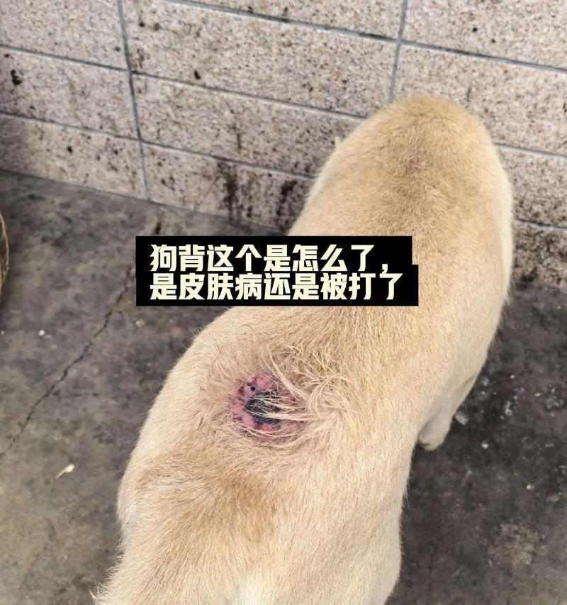 如何判断狗狗是否生病？（从日常行为到体征，教你识别狗狗的健康状态）(图3)