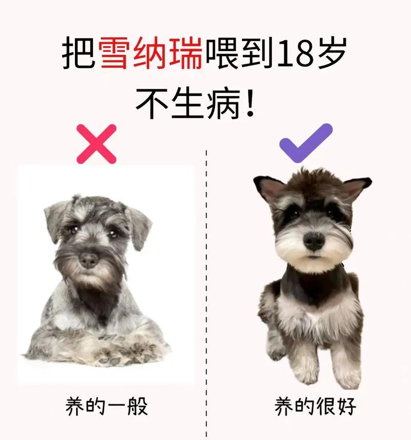 如何判断狗狗是否生病？（从日常行为到体征，教你识别狗狗的健康状态）(图2)