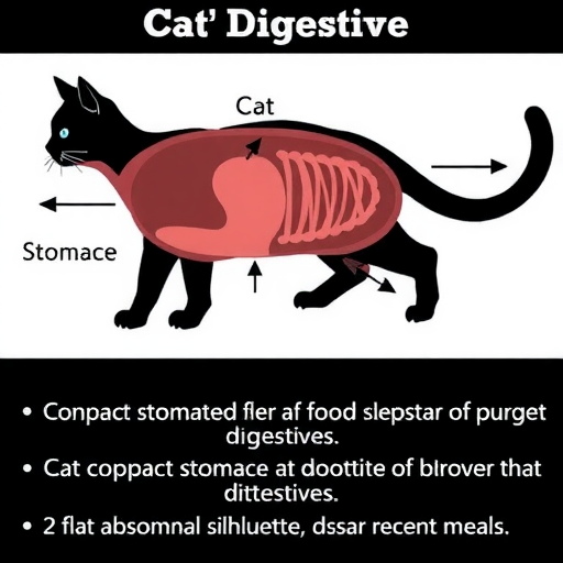 神奇的猫咪为何无论吃多少肚子都是瘪的？（揭秘猫咪消化系统的奥秘，解析猫咪“瘪肚现象”）(图4)