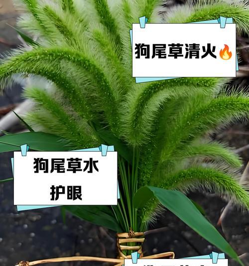 狗狗拉草丛，应该捡吗？（探讨狗狗拉草丛的行为及对环境的影响）(图1)