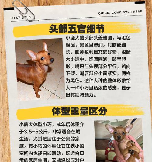 狗狗何时可以啃鹿角？（鹿角对于狗狗的咀嚼行为和口腔健康的影响）(图2)