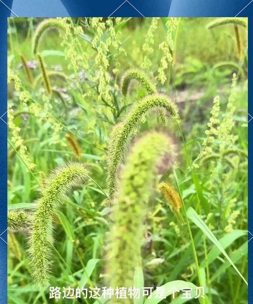 狗狗拉草丛，应该捡吗？（探讨狗狗拉草丛的行为及对环境的影响）(图2)