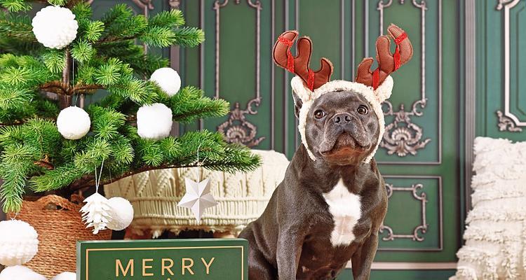 狗狗何时可以啃鹿角？（鹿角对于狗狗的咀嚼行为和口腔健康的影响）(图3)