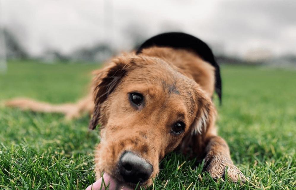 狗狗拉草丛，应该捡吗？（探讨狗狗拉草丛的行为及对环境的影响）(图3)
