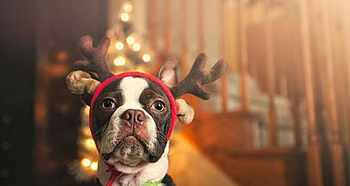 狗狗何时可以啃鹿角？（鹿角对于狗狗的咀嚼行为和口腔健康的影响）(图1)