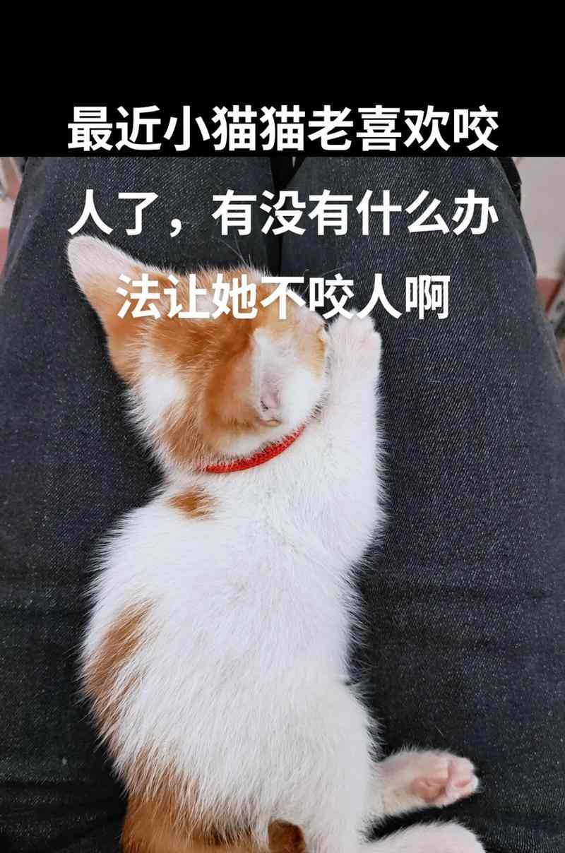 如何让小猫放松警惕（创造安全与舒适的环境是关键）(图1)