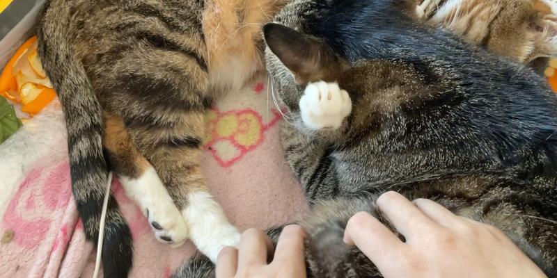 猫咪为何会踩奶？（探寻猫咪踩奶的原因和意义）(图2)