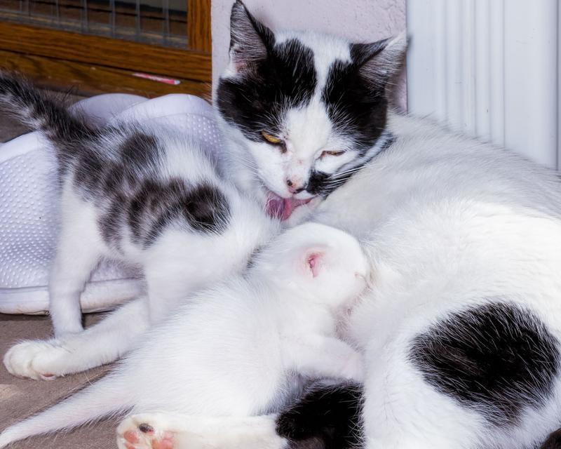 猫咪为何会踩奶？（探寻猫咪踩奶的原因和意义）(图1)