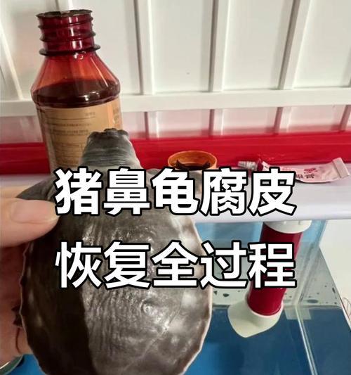 养猪鼻龟的水质注意事项（为保持鼻龟健康，水质是关键！）(图1)